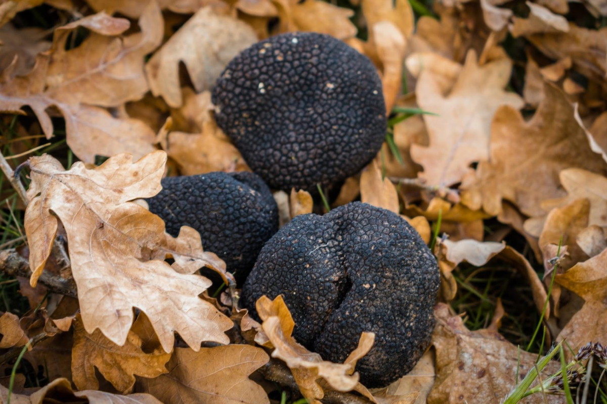 nam-truffle-1.jpg